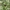 Morkinis salierinukas - Coptocephala unifasciata | Fotografijos autorius : Vitalii Alekseev | © Macrogamta.lt | Šis tinklapis priklauso bendruomenei kuri domisi makro fotografija ir fotografuoja gyvąjį makro pasaulį.