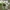 Morkinis salierinukas - Coptocephala unifasciata | Fotografijos autorius : Vitalii Alekseev | © Macrogamta.lt | Šis tinklapis priklauso bendruomenei kuri domisi makro fotografija ir fotografuoja gyvąjį makro pasaulį.