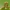 Didysis žiemsprindis - Erannis defoliaria, vikšras | Fotografijos autorius : Vidas Brazauskas | © Macronature.eu | Macro photography web site
