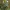 Gausiažiedis bereinutis - Pieris floribunda | Fotografijos autorius : Gintautas Steiblys | © Macronature.eu | Macro photography web site