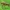 Musė - Suillia affinis | Fotografijos autorius : Žilvinas Pūtys | © Macrogamta.lt | Šis tinklapis priklauso bendruomenei kuri domisi makro fotografija ir fotografuoja gyvąjį makro pasaulį.