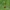 Musinis ofris - Ophrys insectifera | Fotografijos autorius : Nomeda Vėlavičienė | © Macrogamta.lt | Šis tinklapis priklauso bendruomenei kuri domisi makro fotografija ir fotografuoja gyvąjį makro pasaulį.