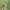 Musinis ofris - Ophrys insectifera | Fotografijos autorius : Gintautas Steiblys | © Macrogamta.lt | Šis tinklapis priklauso bendruomenei kuri domisi makro fotografija ir fotografuoja gyvąjį makro pasaulį.