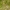 Musinis ofris - Ophrys insectifera | Fotografijos autorius : Žilvinas Pūtys | © Macrogamta.lt | Šis tinklapis priklauso bendruomenei kuri domisi makro fotografija ir fotografuoja gyvąjį makro pasaulį.