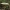 Gelsvoji musmirė - Amanita citrina | Fotografijos autorius : Gintautas Steiblys | © Macrogamta.lt | Šis tinklapis priklauso bendruomenei kuri domisi makro fotografija ir fotografuoja gyvąjį makro pasaulį.