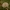 Valgomasis tampriukas - Strobilurus esculentus | Fotografijos autorius : Gintautas Steiblys | © Macrogamta.lt | Šis tinklapis priklauso bendruomenei kuri domisi makro fotografija ir fotografuoja gyvąjį makro pasaulį.