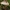 Rausvataškė šalmabudė - Mycena zephirus ? | Fotografijos autorius : Gintautas Steiblys | © Macrogamta.lt | Šis tinklapis priklauso bendruomenei kuri domisi makro fotografija ir fotografuoja gyvąjį makro pasaulį.