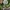 Šalmabudė - Atheniella flavoalba ?? | Fotografijos autorius : Gintautas Steiblys | © Macrogamta.lt | Šis tinklapis priklauso bendruomenei kuri domisi makro fotografija ir fotografuoja gyvąjį makro pasaulį.