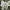 Naminė obelis - Malus domestica | Fotografijos autorius : Gintautas Steiblys | © Macrogamta.lt | Šis tinklapis priklauso bendruomenei kuri domisi makro fotografija ir fotografuoja gyvąjį makro pasaulį.