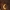 Šukaūsis raudonvabalis - Schizotus pectinicornis | Fotografijos autorius : Vidas Brazauskas | © Macrogamta.lt | Šis tinklapis priklauso bendruomenei kuri domisi makro fotografija ir fotografuoja gyvąjį makro pasaulį.