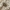 Šiengraužis - Mesopsocus unipunctatus, nimfa | Fotografijos autorius : Vidas Brazauskas | © Macrogamta.lt | Šis tinklapis priklauso bendruomenei kuri domisi makro fotografija ir fotografuoja gyvąjį makro pasaulį.