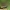 Žalioji ilgaūsė makštinė kandis - Adela reaumurella ♀ | Fotografijos autorius : Gintautas Steiblys | © Macrogamta.lt | Šis tinklapis priklauso bendruomenei kuri domisi makro fotografija ir fotografuoja gyvąjį makro pasaulį.