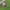 Nendrinis vandenvoris - Larinioides cornutus | Fotografijos autorius : Gintautas Steiblys | © Macrogamta.lt | Šis tinklapis priklauso bendruomenei kuri domisi makro fotografija ir fotografuoja gyvąjį makro pasaulį.