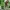 Neporinis šaknialindis - Stenocorus meridianus | Fotografijos autorius : Vitalii Alekseev | © Macrogamta.lt | Šis tinklapis priklauso bendruomenei kuri domisi makro fotografija ir fotografuoja gyvąjį makro pasaulį.