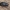 Netikrastraublis - Tropideres albirostris | Fotografijos autorius : Gintautas Steiblys | © Macrogamta.lt | Šis tinklapis priklauso bendruomenei kuri domisi makro fotografija ir fotografuoja gyvąjį makro pasaulį.