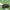 Netikrastraublis - Dissoleucas niveirostris | Fotografijos autorius : Vidas Brazauskas | © Macrogamta.lt | Šis tinklapis priklauso bendruomenei kuri domisi makro fotografija ir fotografuoja gyvąjį makro pasaulį.