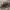 Netikrastraublis - Tropideres albirostris | Fotografijos autorius : Žilvinas Pūtys | © Macrogamta.lt | Šis tinklapis priklauso bendruomenei kuri domisi makro fotografija ir fotografuoja gyvąjį makro pasaulį.