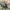 Niūraspalvis auksavabalis - Osmoderma barnabita | Fotografijos autorius : Gintautas Steiblys | © Macrogamta.lt | Šis tinklapis priklauso bendruomenei kuri domisi makro fotografija ir fotografuoja gyvąjį makro pasaulį.