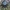Niūraspalvis auksavabalis - Osmoderma barnabita | Fotografijos autorius : Vitalii Alekseev | © Macrogamta.lt | Šis tinklapis priklauso bendruomenei kuri domisi makro fotografija ir fotografuoja gyvąjį makro pasaulį.