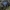 Niūriaspalvis auksavabalis - Osmoderma barnabita ♀ | Fotografijos autorius : Žilvinas Pūtys | © Macrogamta.lt | Šis tinklapis priklauso bendruomenei kuri domisi makro fotografija ir fotografuoja gyvąjį makro pasaulį.