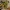 Nuodingasis vėdrynas - Ranunculus sceleratus | Fotografijos autorius : Ramunė Činčikienė | © Macrogamta.lt | Šis tinklapis priklauso bendruomenei kuri domisi makro fotografija ir fotografuoja gyvąjį makro pasaulį.
