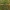 Nuosėdis - Cortinarius tubarius | Fotografijos autorius : Vitalij Drozdov | © Macrogamta.lt | Šis tinklapis priklauso bendruomenei kuri domisi makro fotografija ir fotografuoja gyvąjį makro pasaulį.