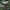Česnakinis šalmūnis - Mycetinis scorodonius | Fotografijos autorius : Gintautas Steiblys | © Macrogamta.lt | Šis tinklapis priklauso bendruomenei kuri domisi makro fotografija ir fotografuoja gyvąjį makro pasaulį.
