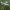 Česnakinis mažūnis - Marasmius scorodonius | Fotografijos autorius : Gintautas Steiblys | © Macrogamta.lt | Šis tinklapis priklauso bendruomenei kuri domisi makro fotografija ir fotografuoja gyvąjį makro pasaulį.