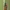 Nuostabioji dirvablakė - Lygaeus equestris | Fotografijos autorius : Gintautas Steiblys | © Macrogamta.lt | Šis tinklapis priklauso bendruomenei kuri domisi makro fotografija ir fotografuoja gyvąjį makro pasaulį.