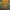 Ožinis kiškiakopūstis - Oxalis pes-caprae | Fotografijos autorius : Gintautas Steiblys | © Macrogamta.lt | Šis tinklapis priklauso bendruomenei kuri domisi makro fotografija ir fotografuoja gyvąjį makro pasaulį.