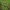 Ožkabarzdis asiūklis - Equisetum pratense | Fotografijos autorius : Gintautas Steiblys | © Macrogamta.lt | Šis tinklapis priklauso bendruomenei kuri domisi makro fotografija ir fotografuoja gyvąjį makro pasaulį.