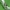 Obelinė šydinė kandis - Ypsolopha asperella | Fotografijos autorius : Vidas Brazauskas | © Macrogamta.lt | Šis tinklapis priklauso bendruomenei kuri domisi makro fotografija ir fotografuoja gyvąjį makro pasaulį.