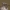 Obelinis žiedgraužis - Anthonomus pomorum | Fotografijos autorius : Žilvinas Pūtys | © Macrogamta.lt | Šis tinklapis priklauso bendruomenei kuri domisi makro fotografija ir fotografuoja gyvąjį makro pasaulį.