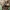 Mėšlagraužis - Onthophagus gibbulus (Pallas, 1781) | Fotografijos autorius : Vitalii Alekseev | © Macrogamta.lt | Šis tinklapis priklauso bendruomenei kuri domisi makro fotografija ir fotografuoja gyvąjį makro pasaulį.