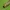 Aušrelė - Anthocharis cardamines, jaunas vikšras | Fotografijos autorius : Vidas Brazauskas | © Macronature.eu | Macro photography web site