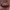 Pūzrinis skydvabalis - Peltis ferruginea | Fotografijos autorius : Žilvinas Pūtys | © Macrogamta.lt | Šis tinklapis priklauso bendruomenei kuri domisi makro fotografija ir fotografuoja gyvąjį makro pasaulį.
