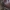 Pūzrinis skydvabalis - Peltis ferruginea | Fotografijos autorius : Vidas Brazauskas | © Macrogamta.lt | Šis tinklapis priklauso bendruomenei kuri domisi makro fotografija ir fotografuoja gyvąjį makro pasaulį.