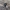 Pailgasis skydvabalis - Grynochris oblonga | Fotografijos autorius : Vitalii Alekseev | © Macrogamta.lt | Šis tinklapis priklauso bendruomenei kuri domisi makro fotografija ir fotografuoja gyvąjį makro pasaulį.
