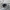 Pajūrinis juodvabalis - Phylan gibbus | Fotografijos autorius : Vitalii Alekseev | © Macrogamta.lt | Šis tinklapis priklauso bendruomenei kuri domisi makro fotografija ir fotografuoja gyvąjį makro pasaulį.