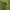 Paprastasis ąžuolas - Quercus robur | Fotografijos autorius : Gintautas Steiblys | © Macrogamta.lt | Šis tinklapis priklauso bendruomenei kuri domisi makro fotografija ir fotografuoja gyvąjį makro pasaulį.