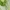 Paprastasis žaliavoris | Green huntsman spider | Micrommata virescens | Fotografijos autorius : Darius Baužys | © Macrogamta.lt | Šis tinklapis priklauso bendruomenei kuri domisi makro fotografija ir fotografuoja gyvąjį makro pasaulį.