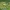Paprastasis žaliavoris - Micrommata virescens ♀ | Fotografijos autorius : Žilvinas Pūtys | © Macrogamta.lt | Šis tinklapis priklauso bendruomenei kuri domisi makro fotografija ir fotografuoja gyvąjį makro pasaulį.
