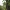 Paprastasis apynys - Humulus lupulus | Fotografijos autorius : Agnė Našlėnienė | © Macrogamta.lt | Šis tinklapis priklauso bendruomenei kuri domisi makro fotografija ir fotografuoja gyvąjį makro pasaulį.
