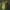 Paprastasis apynys - Humulus lupulus | Fotografijos autorius : Gintautas Steiblys | © Macrogamta.lt | Šis tinklapis priklauso bendruomenei kuri domisi makro fotografija ir fotografuoja gyvąjį makro pasaulį.