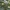 Paprastasis apynys - Humulus lupulus | Fotografijos autorius : Kazimieras Martinaitis | © Macrogamta.lt | Šis tinklapis priklauso bendruomenei kuri domisi makro fotografija ir fotografuoja gyvąjį makro pasaulį.