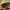 Paprastasis auksavabalis (Bronzinukas) - Cetonia aurata | Fotografijos autorius : Ramunė Vakarė | © Macrogamta.lt | Šis tinklapis priklauso bendruomenei kuri domisi makro fotografija ir fotografuoja gyvąjį makro pasaulį.