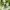 Paprastasis auksavabalis (Cetonia aurata) | Fotografijos autorius : Aleksandras Naryškin | © Macrogamta.lt | Šis tinklapis priklauso bendruomenei kuri domisi makro fotografija ir fotografuoja gyvąjį makro pasaulį.