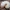 Paprastasis auksavabalis - Cetonia aurata, lerva | Fotografijos autorius : Gintautas Steiblys | © Macrogamta.lt | Šis tinklapis priklauso bendruomenei kuri domisi makro fotografija ir fotografuoja gyvąjį makro pasaulį.