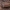 Paprastasis blusvabalis - Trixagus dermestoides | Fotografijos autorius : Žilvinas Pūtys | © Macrogamta.lt | Šis tinklapis priklauso bendruomenei kuri domisi makro fotografija ir fotografuoja gyvąjį makro pasaulį.