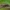 Paprastasis gauravabalis - Lagria hirta | Fotografijos autorius : Žilvinas Pūtys | © Macrogamta.lt | Šis tinklapis priklauso bendruomenei kuri domisi makro fotografija ir fotografuoja gyvąjį makro pasaulį.